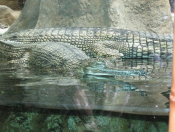 vodu jsme záviděli krokodýlům