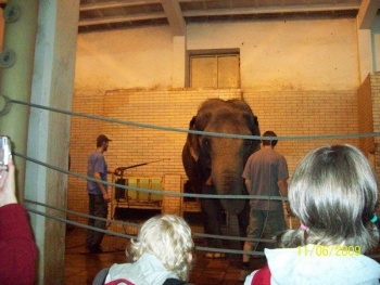 zastavili jsme se také u slonů